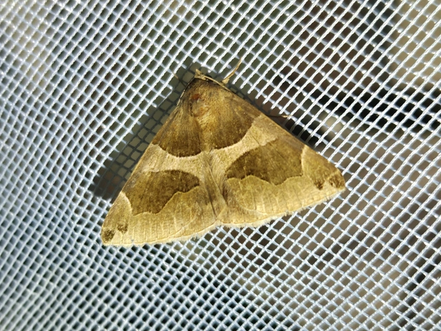 Dysgonia algira - déli porcelánbagoly