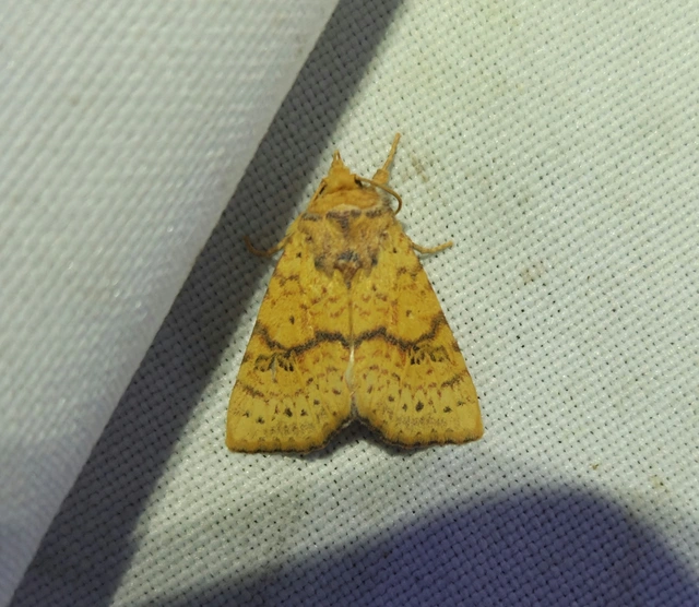 Tiliacea sulphurago - kénes sárgabagoly