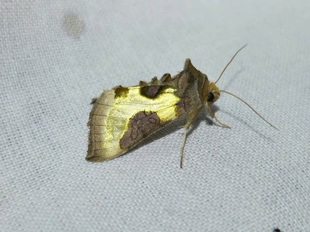 Diachrysia stenochrysis - rejtőző aranybagoly