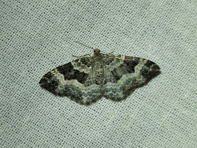 Epirrhoe alternata - galaj-tarkaaraszoló