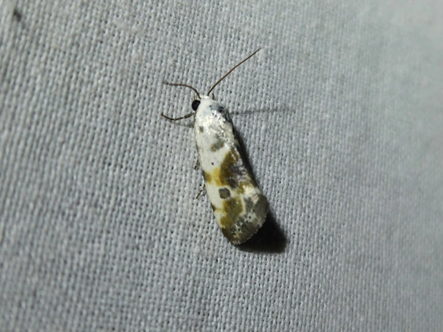Ponometia candefacta - parlagfűbagoly