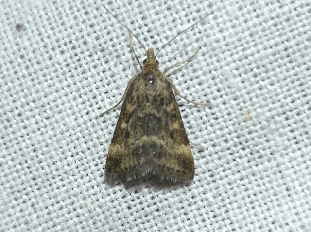 Pyrausta despicata - réti bíbormoly