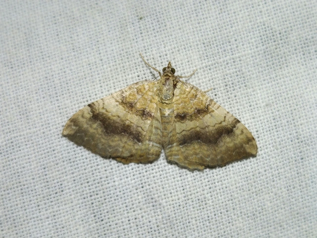Camptogramma bilineata - kétvonalas sávosaraszoló
