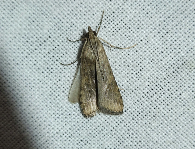 Nomophila noctuella - közönséges vándormoly