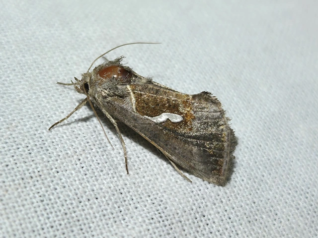 Macdunnoughia confusa - cseppfoltos ezüstbagoly