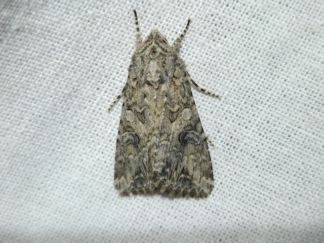 Hadula trifolii - lóherebagoly