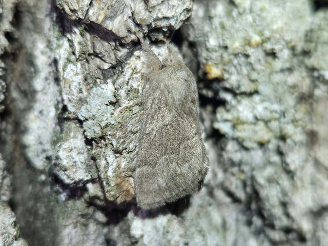 Trichiura crataegi - galagonyaszövő