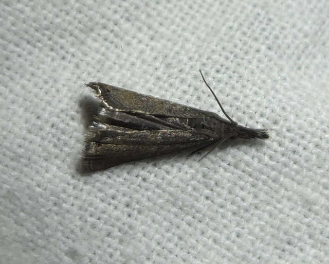 Platytes cerussella - törpe fűgyökérmoly
