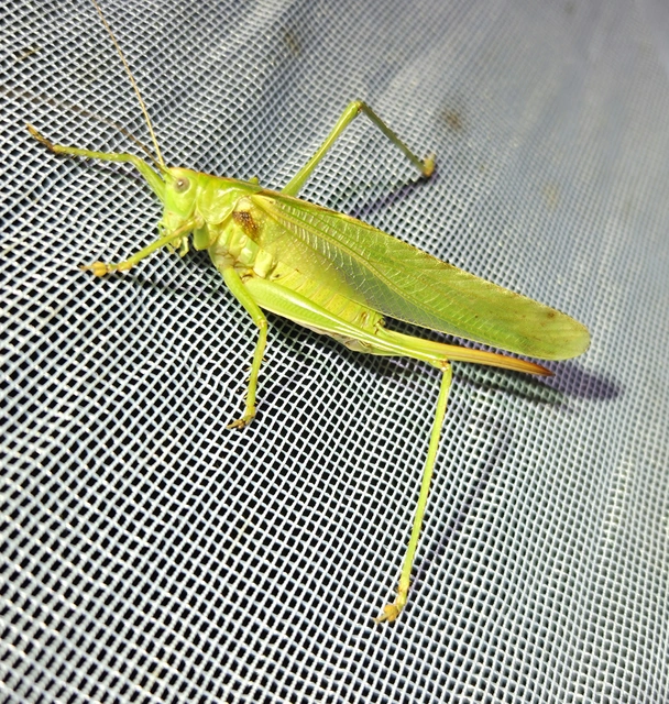 Tettigonia viridissima - zöld lombszöcske
