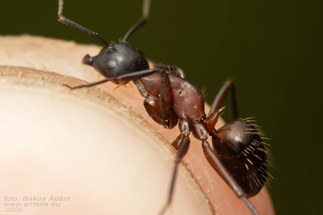 Camponotus ligniperda - faodvasító lóhangya