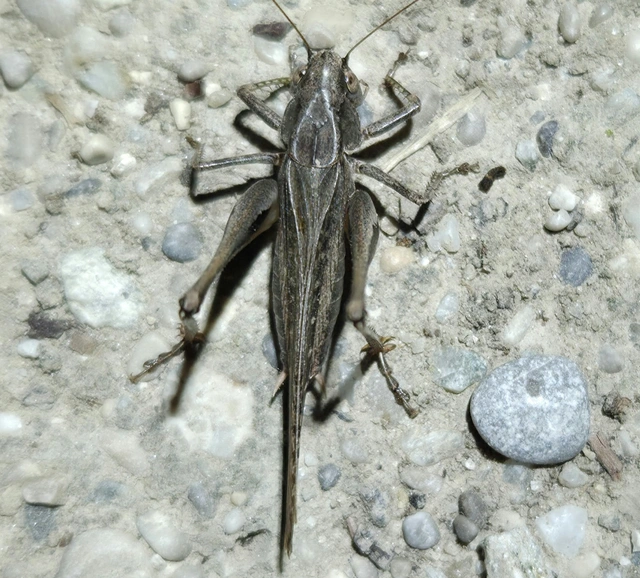 Platycleis