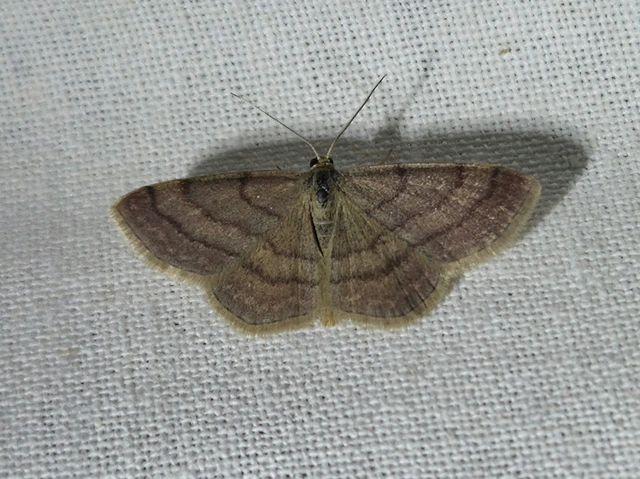 Scopula rubiginata - réti pirosaraszoló