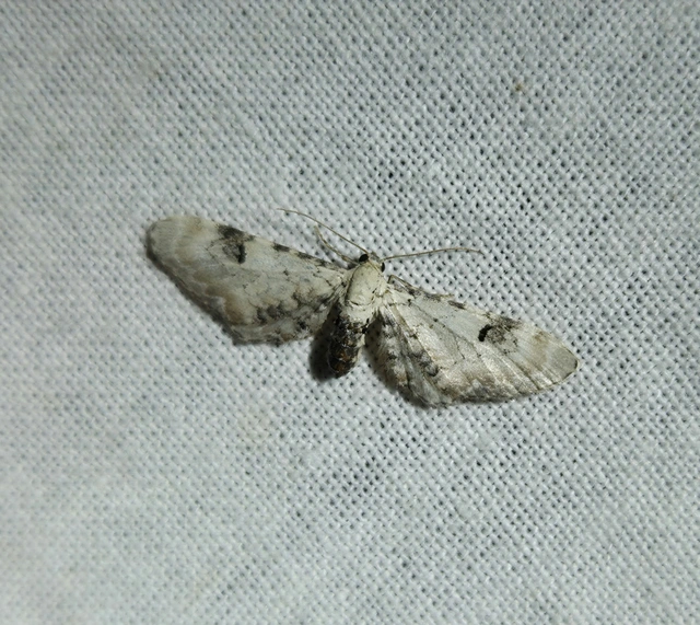 Eupithecia centaureata - búzavirág-törpearaszoló