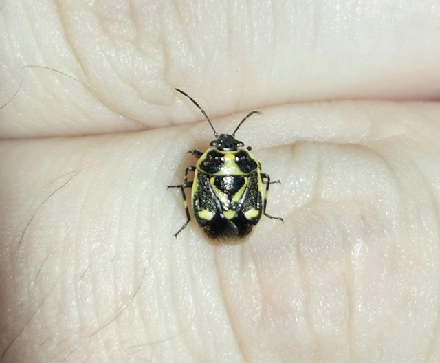 Eurydema oleracea - paréjpoloska Eurydema oleracea - paréjpoloska