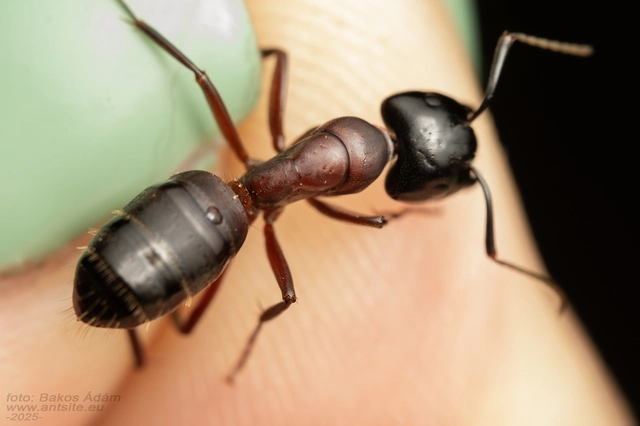 Camponotus ligniperda - faodvasító lóhangya