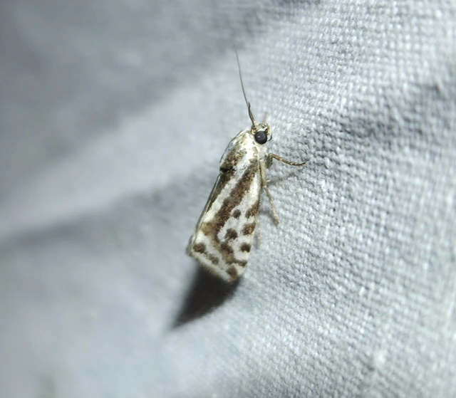 Emmelia trabealis - zebrabagoly
