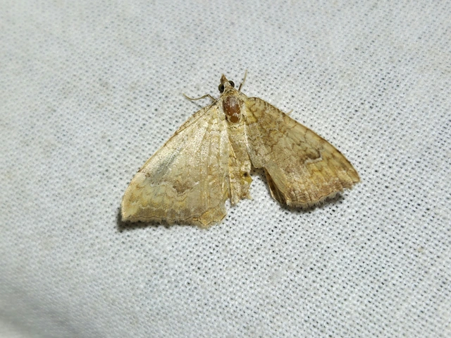 Camptogramma bilineata - kétvonalas sávosaraszoló