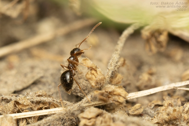 Prenolepis nitens - ragyogóhangya