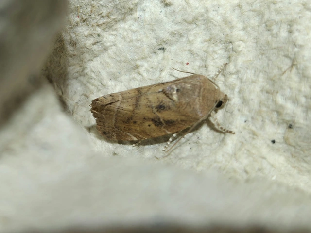 Cosmia affinis - barna lombbagoly