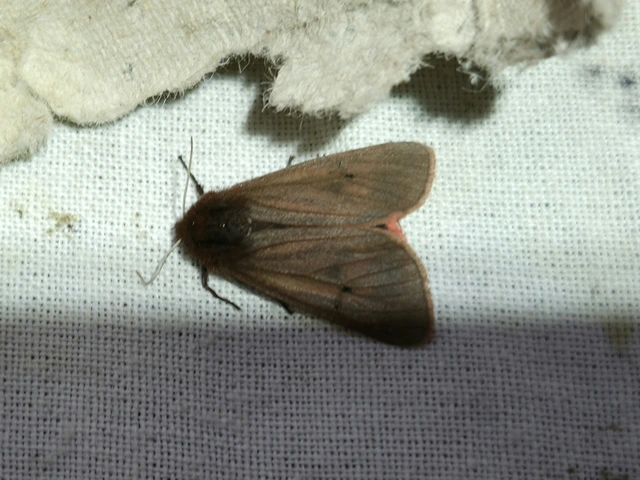 Phragmatobia fuliginosa - füstös medvelepke