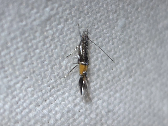Cosmopterix feminella - újjasmuhar-tündérmoly
