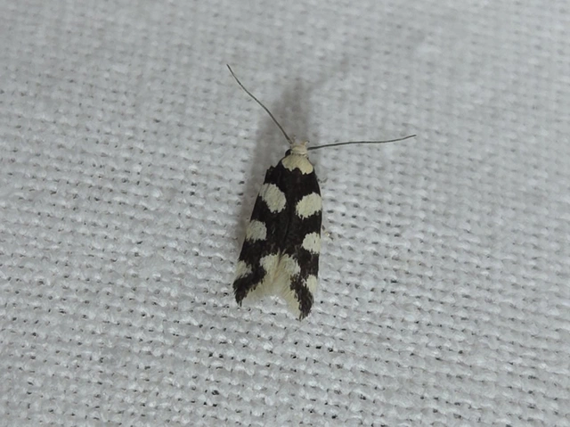 Pseudotelphusa tessella - sóskafamoly