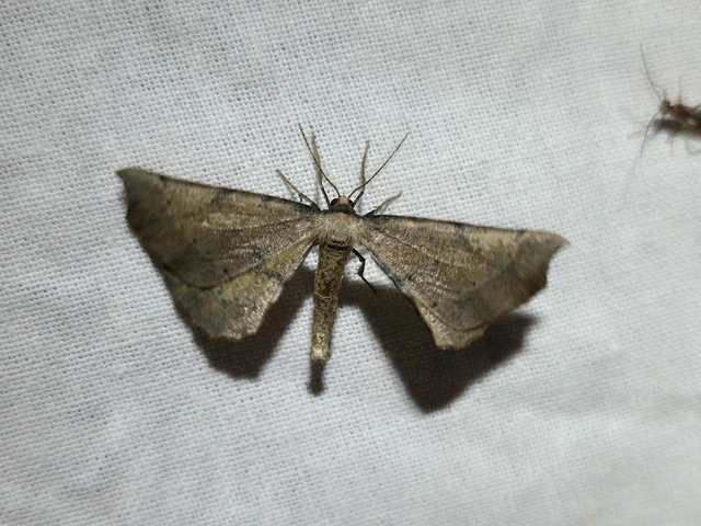Artiora evonymaria - kecskerágó-araszoló