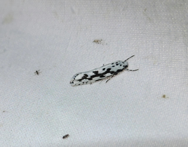 Ethmia candidella - őszi feketemoly