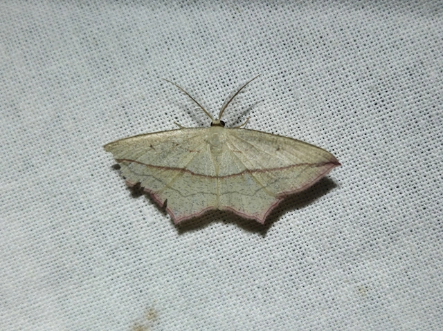 Timandra comae - piroscsíkos csipkésaraszoló