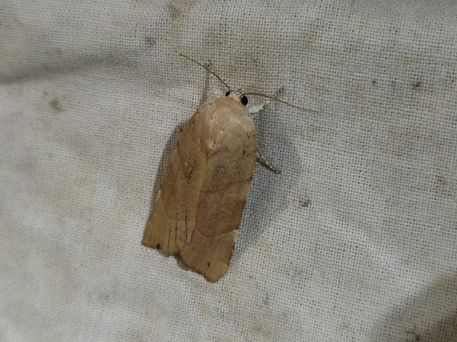 Noctua fimbriata - szélessávú sárgafűbagoly