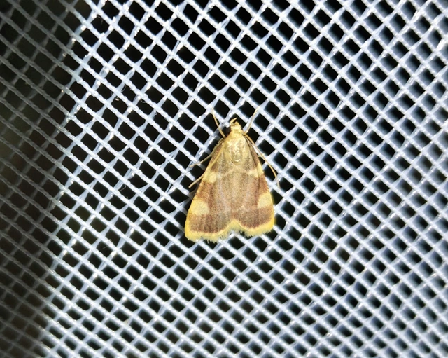Hypsopygia costalis - szénailonca