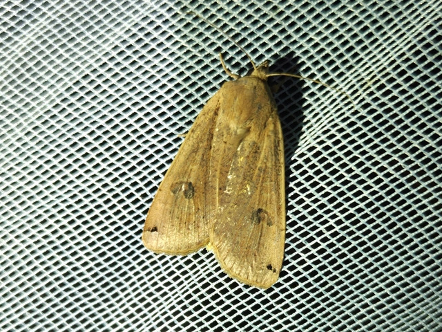 Noctua pronuba - nagy sárgafűbagoly