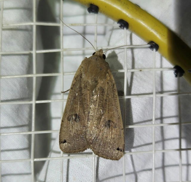 Noctua pronuba - nagy sárgafűbagoly
