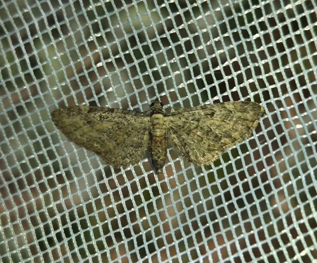 Eupithecia icterata - rozsdafoltos törpearaszoló