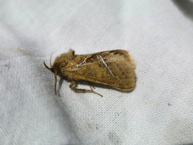 Triodia sylvina - kis gyökérrágólepke