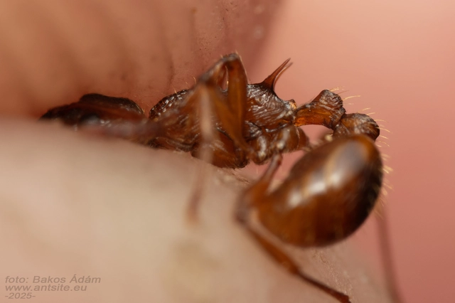 Myrmica ruginodis - erdei bütyköshangya