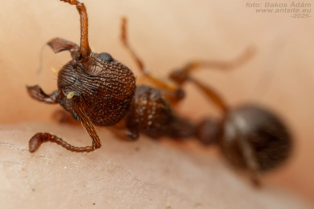 Myrmica sabuleti - gyakori bütyköshangya