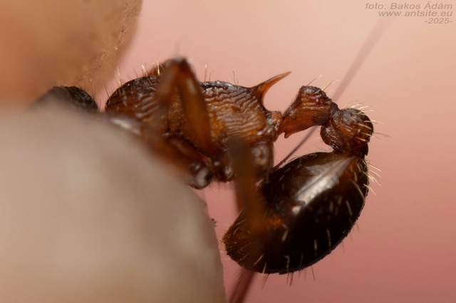 Myrmica schencki - kétszínű bütyköshangya