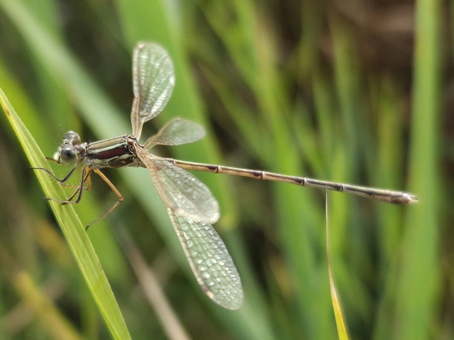 Lestes barbarus - foltosszárnyjegyű rablószitakötő