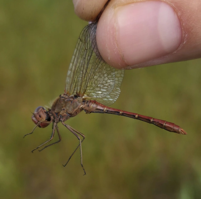 Sympetrum meridionale - fakó katona-szitakötő