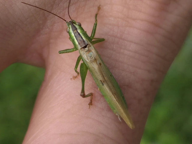 Conocephalus fuscus - kis kúpfejűszöcske