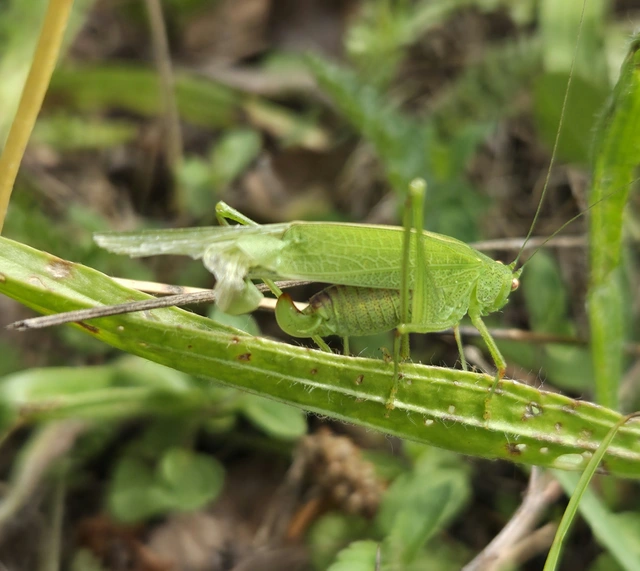 Phaneroptera nana - pontozott repülőszöcske