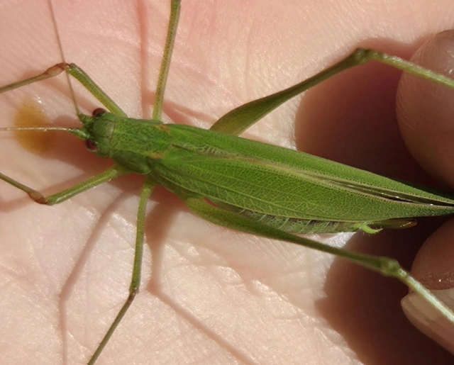 Phaneroptera falcata - zöld repülőszöcske Phaneroptera falcata - zöld repülőszöcske