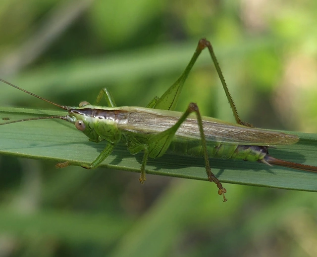 Conocephalus fuscus - kis kúpfejűszöcske