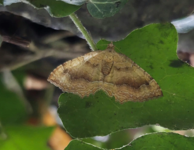 Camptogramma bilineata - kétvonalas sávosaraszoló