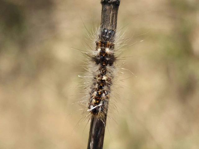 Acronicta rumicis - sóska-szigonyosbagoly