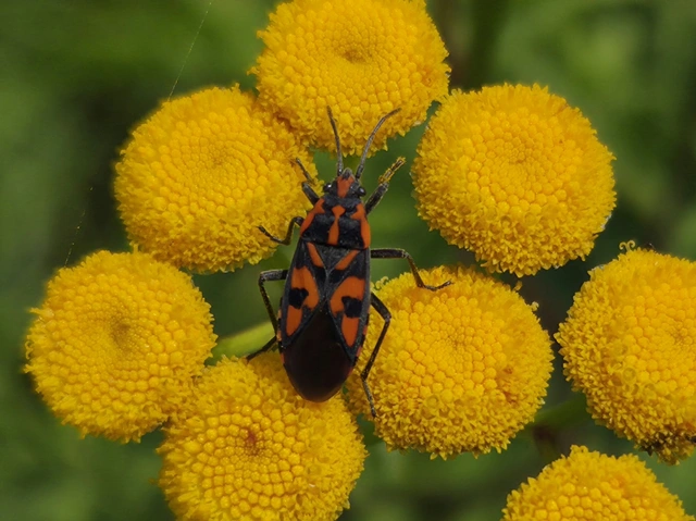 Spilostethus saxatilis - virágbodobács