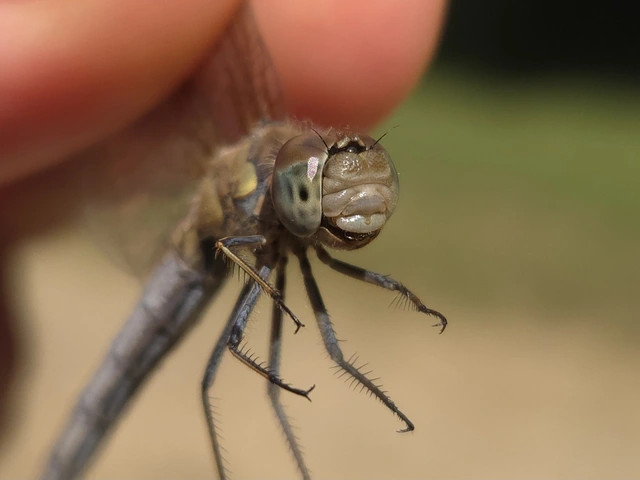 Sympetrum striolatum - harántsávos katona-szitakötő