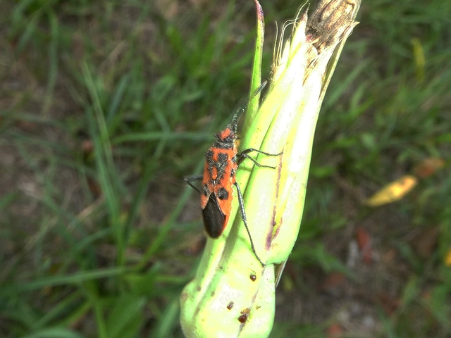 Corizus hyoscyami - piros karimáspoloska
