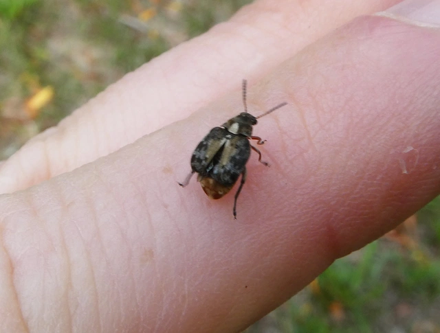 Megabruchidius dorsalis - foltoshátú lepényfazsizsik